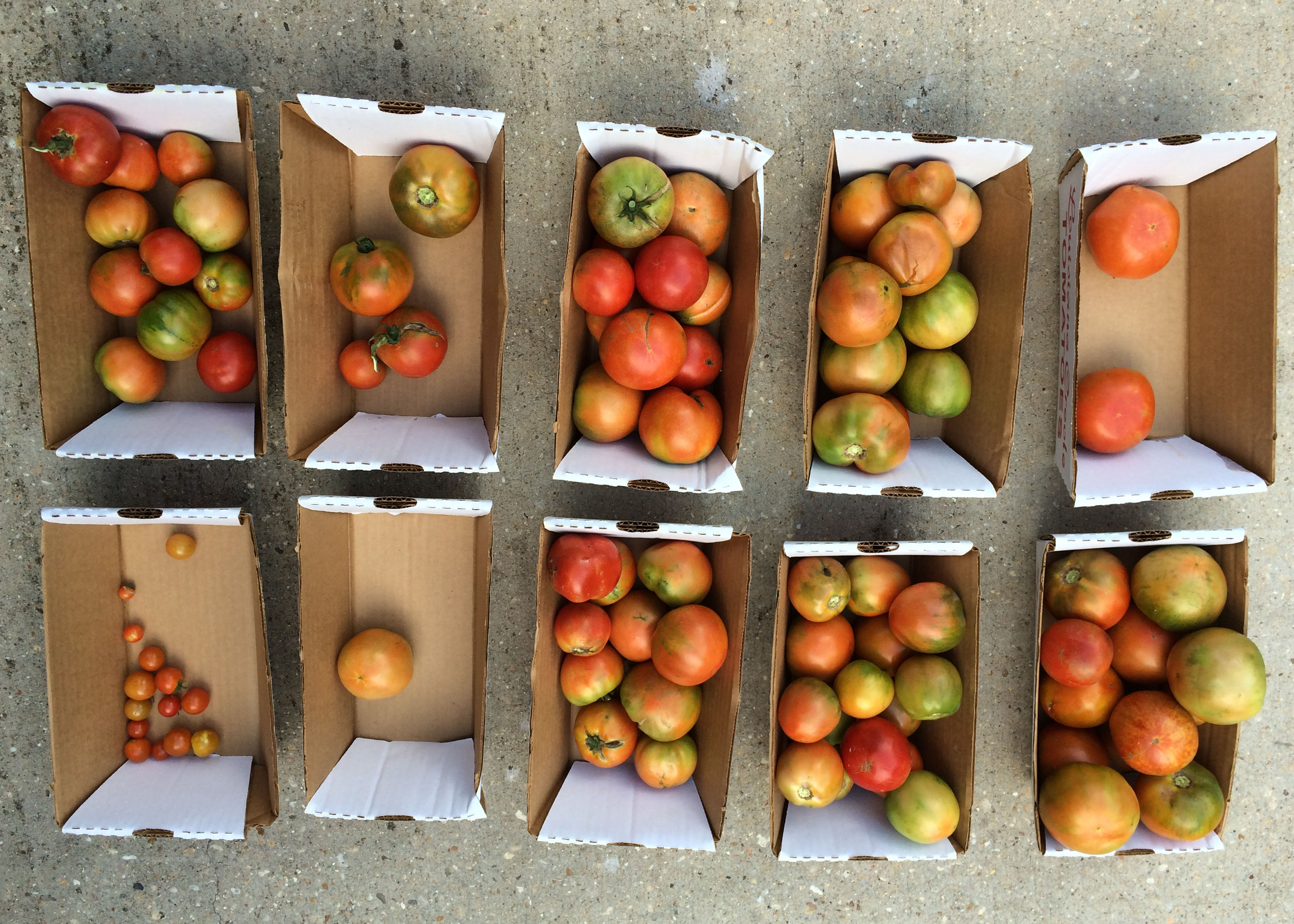 creole tomatoes.jpg thumbnail